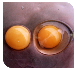Watery albumin of egg